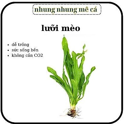 cây thuỷ sinh lưỡi mèo - cây thuỷ sinh trang trí bể cá không cần c02