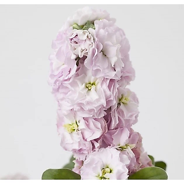50H Hạt Giống Hoa Hoàng Anh Mathiola Lùn TG279 Lovely Pink (KD| B17)