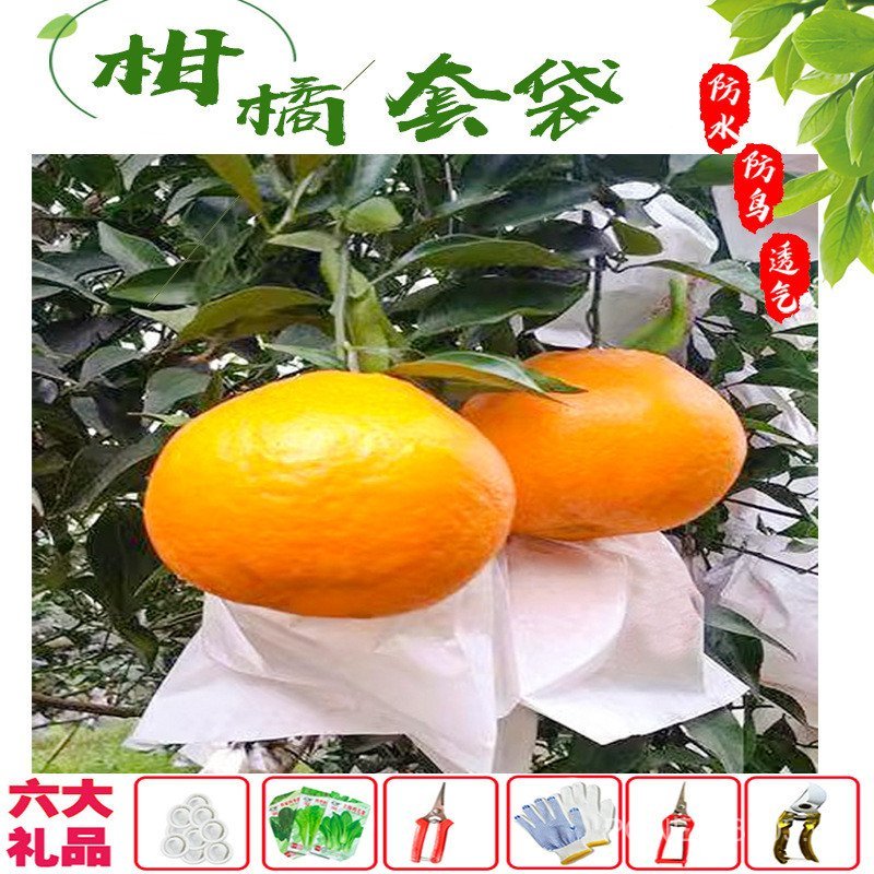 Cam quýt Bao Baba Citrus Lựu Rốn Cam Loquat Chanh Cam Đỏ Làm Đẹp Chống Thấm Nước Chống Chim Chống Ph