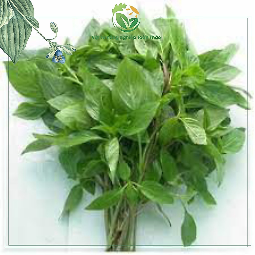 1 Gói Hạt Giống Rau Húng Quế ( É Quế) 10 GRAM -  Lá To, Dễ Trồng, Thơm Ngon