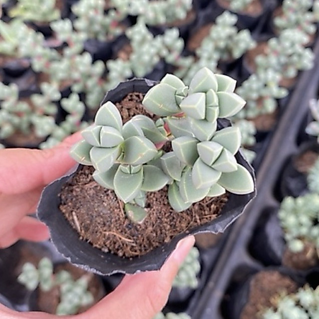 Sen đá tim size bầu 4cm cây cảnh trang trí SENDABL