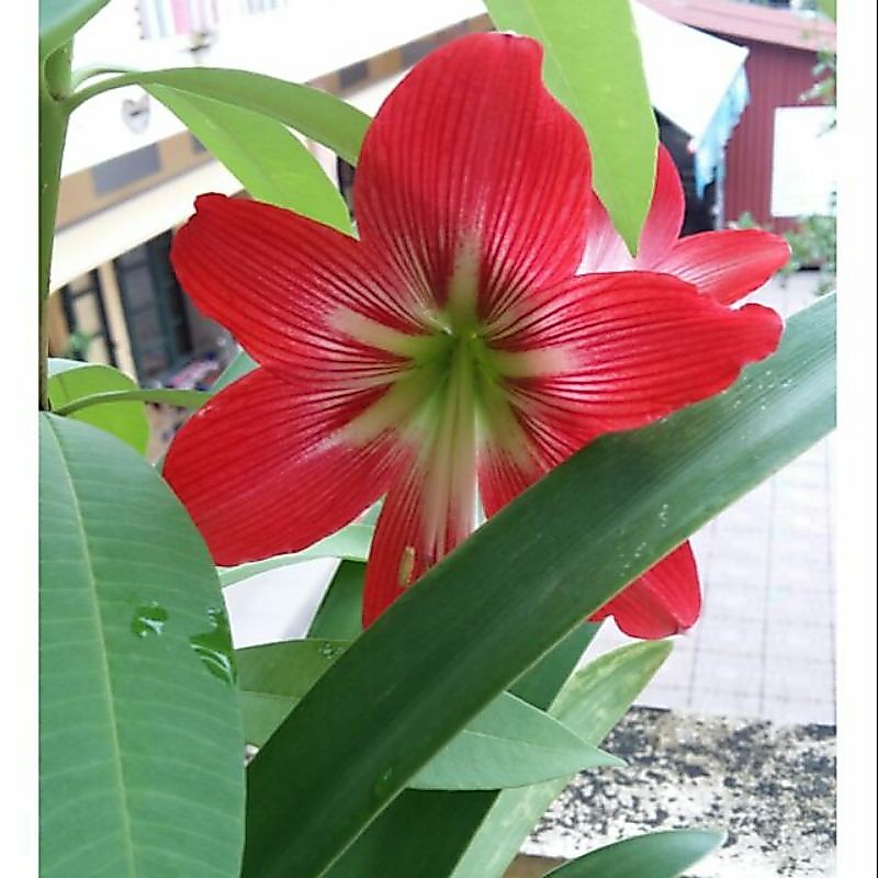 Củ Lan Huệ Đỏ ta củ mẹ
