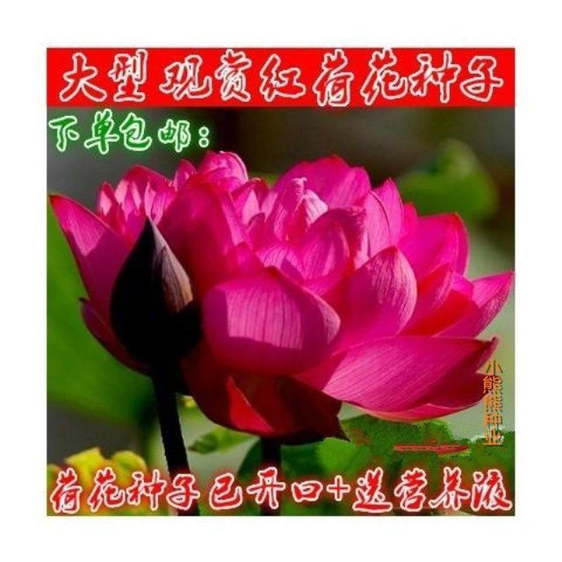 Hạt sen lớn Hạt sen sản xuất cao Hạt sen sản xuất cao Rễ ăn được Daejeon Pond trang trí