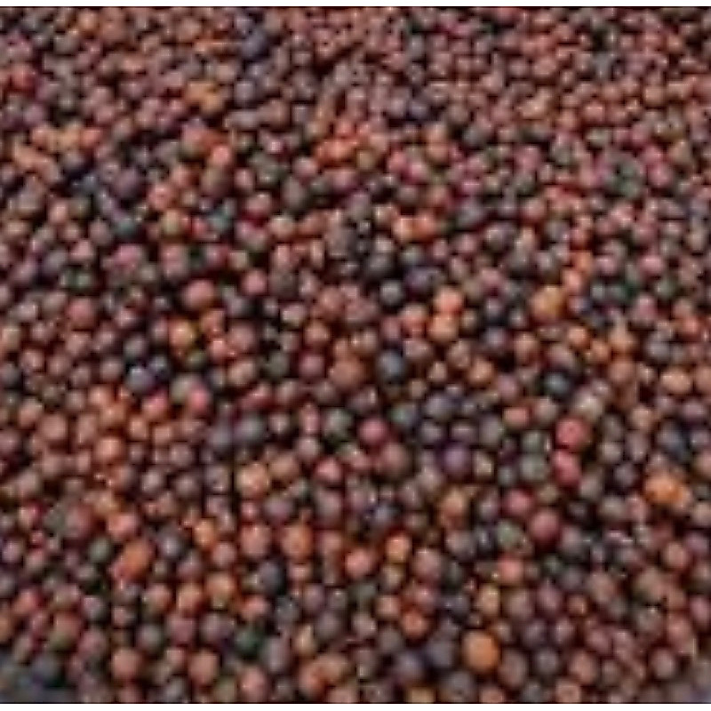[1kg] Trái Đủng Đỉnh Phơi Khô, Hạt Đủng Đỉnh Ngâm Rượu Cải Thiện Đau Nhức Xương Khớp