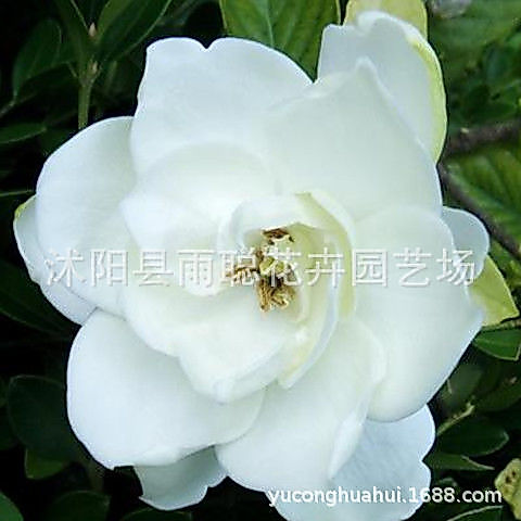 Hàng sẵn có Vận chuyển nhanh Hạt giống Gardenia Vàng Hạt giống Gardenia Nhỏ Mountain Trắng Hạt lưới 