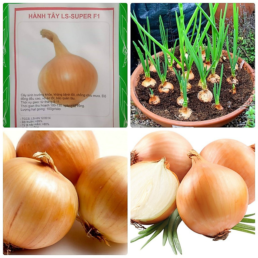 Hạt Giống Hành Tây Củ 2gr Giống Mới Củ To Chịu Hạn Chính Hãng Chất Lượng Cao