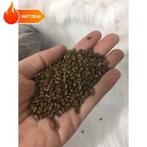 Hạt muồng xúc cát cho bé túi 1kg