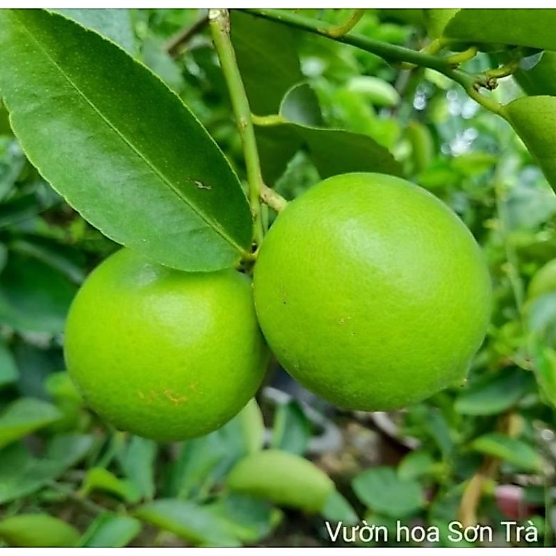 (VHST giao trong ngày) Cây CHANH KHÔNG HẠT đang hoa trái.
