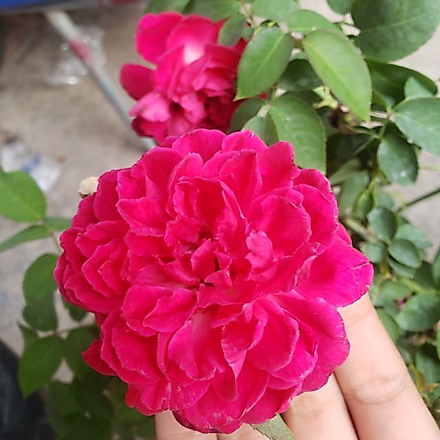 Hồng leo Tường Vy(chỉ ship miền nam và nam trung bộ) tặng kèm phân bón