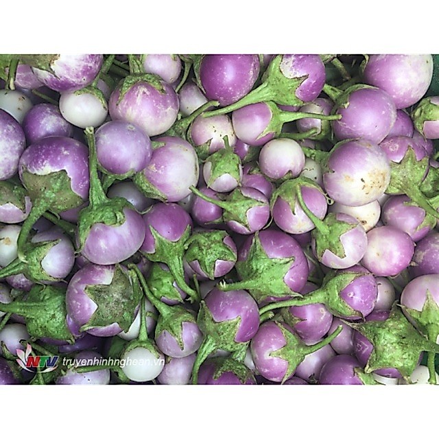 Hạt giống cà pháo tím