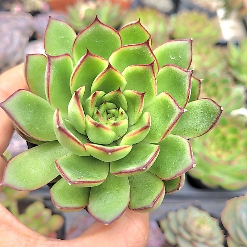 sen đá viền đỏ size bầu