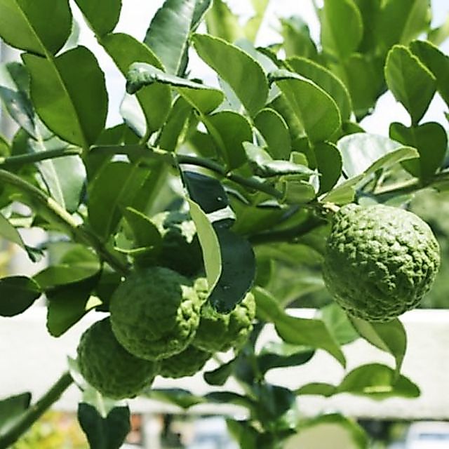 Chậu nhựa mềm Chanh Chúc