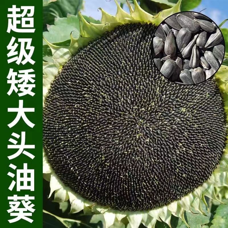 Hàng sẵn có Dầu vận chuyển nhanh Hạt hướng dương Dầu đầu lớn ngắn Hạt hướng dương Dầu siêu ngắn Dầu 