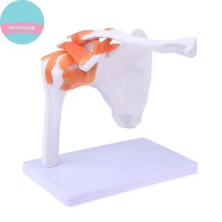 SUND PVC Vai Khớp Mô Hình Vai Con Người Xương Xương Xương Xương Đòn Cấu Trúc Giải Phẫu Chỉnh Hình Y Học Mô Hình Giảng Dạy VN