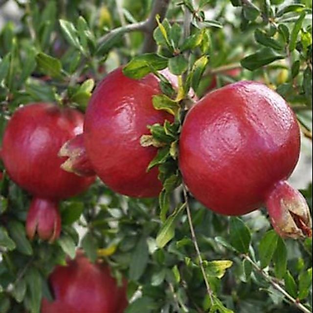 Cây 🌲 Lựu Mỹ....( siêu trái)