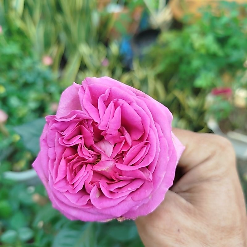 Chậu Hoa Hồng Catalina ( hàng đẹp)