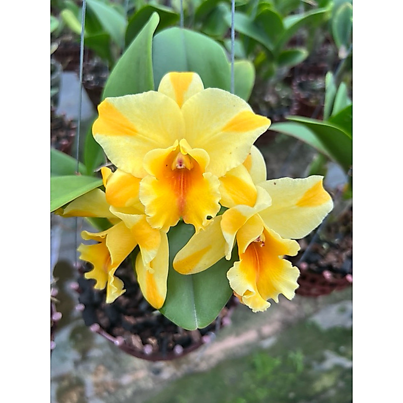 cattleya Nell Hamer thơm