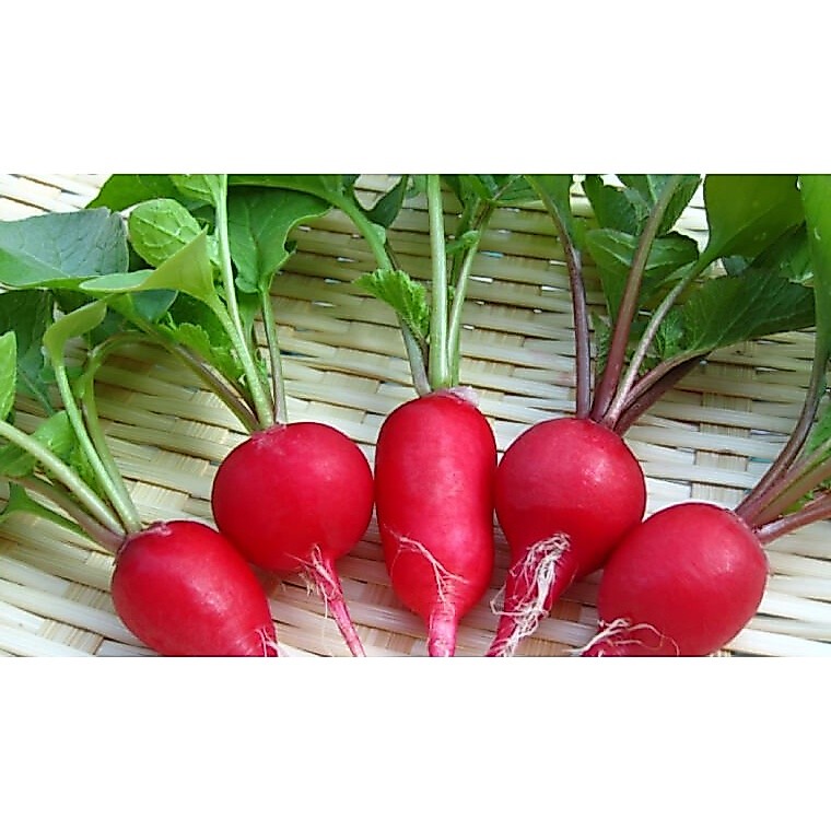 Hạt Giống Củ Cải Đỏ 2gram
