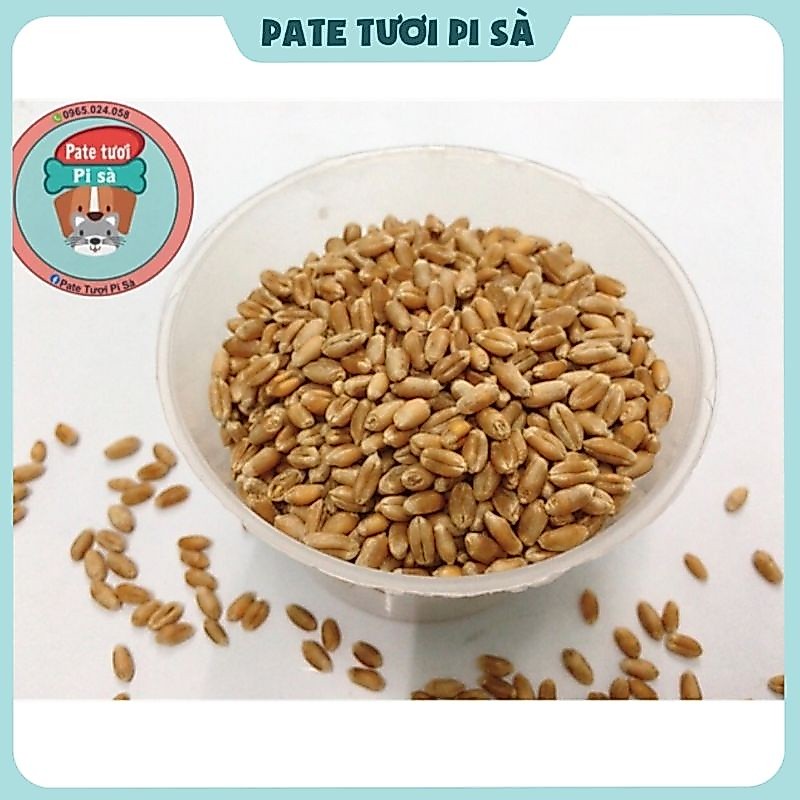 Hạt giống cỏ lúa mạch cho mèo 100g