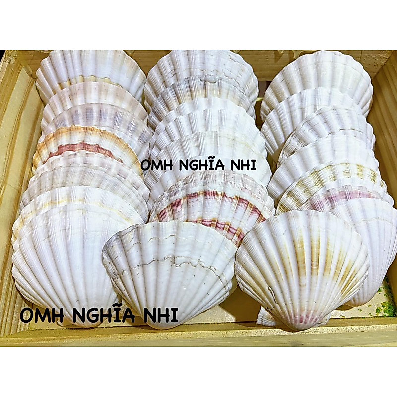 KHAY ĐỰNG THỨC ĂN CHO OMH - KHAY SÒ ĐIỆP