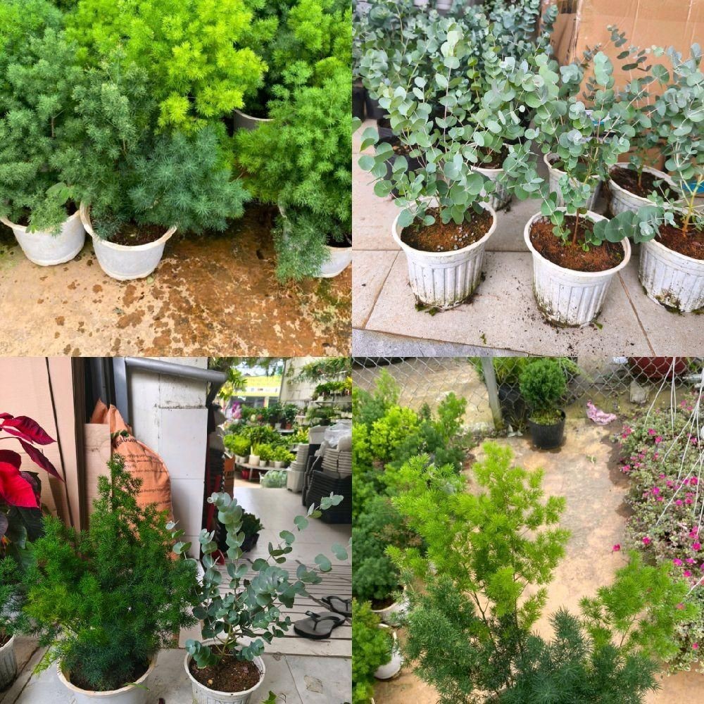 Cây làm phụ liệu cắm hoa: Đô la bạc khuynh diệp, Tùng nho - Cây thân gỗ trồng phát triển nhanh thu h