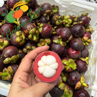 [Combo 2Kg] Măng Cụt Thái Trái Đẹp Ngọt Thanh Cơm Trắng Dày Bán Theo KG