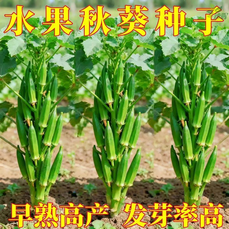 Bán Chạy Vận Chuyển Nhanh Hạt Giống Okra Sản Phẩm Mới Đa Dạng Ngọt Ngào Giòn Kem Hạt Okara Ban Công 