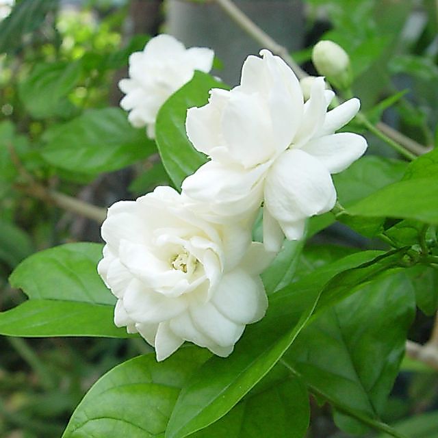 Hoa Lài Ta, Lài Tây, Dành Dành