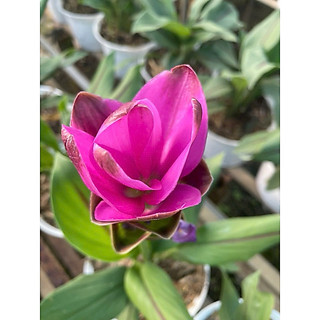 Chậu nhựa mềm Tulip Thái