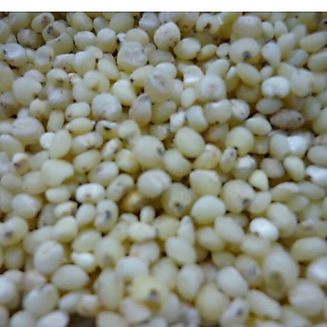 Sale Hạt i dĩ Cao lương
