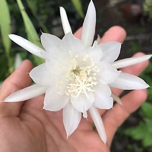 Quỳnh hoa trắng bông thơm