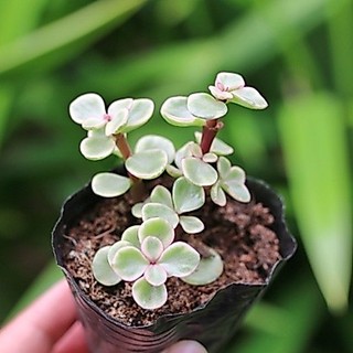 Sen đá đôla 5-7cm - Vườn sen đá