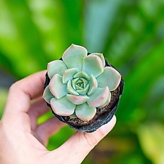 Sen đá kim lam 5-7cm - Vườn sen đá