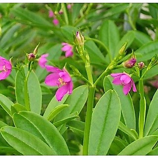 Hạt Giống Sâm Đất ( Thổ Sâm ) - 15 hạt/gói - ( CHHG)
