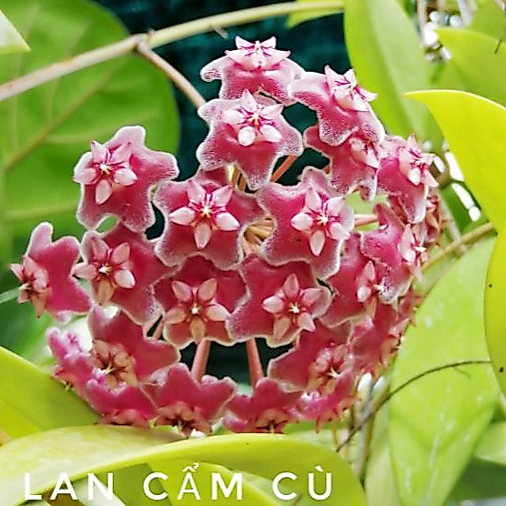 CÂY LAN CẨM CÙ (Màu đỏ)