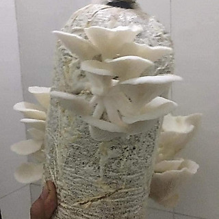 Phôi nấm Sò (kiện 6 bịch)