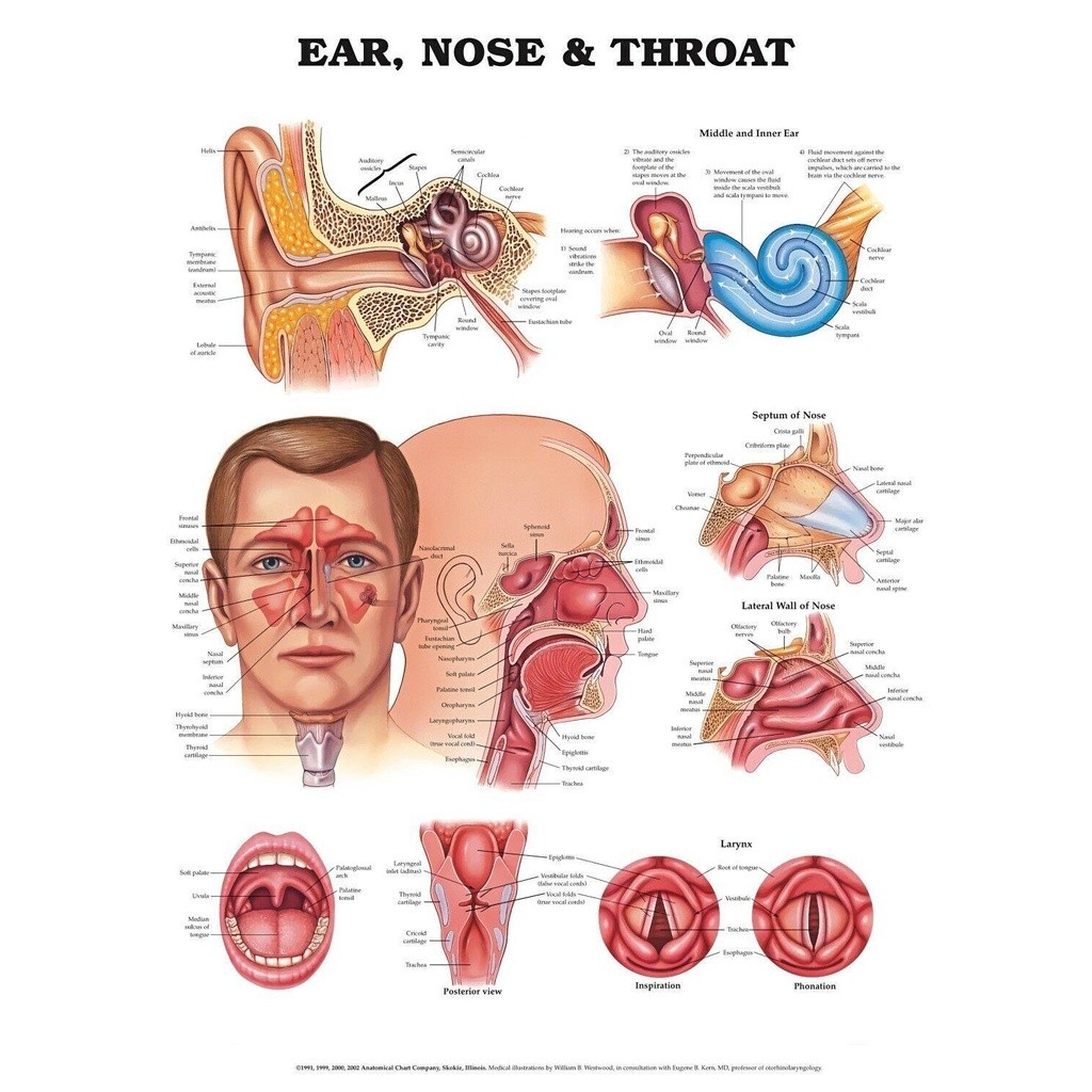 MỚI ANATOMY OF THE EARS NOSE & THROAT DIAGRAM CHART Phim nghệ thuật In lụa Poster Trang trí tường nh