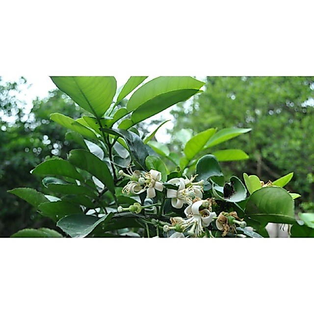 Lá bưởi tươi 500gram