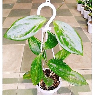 cây lan cẩm cù