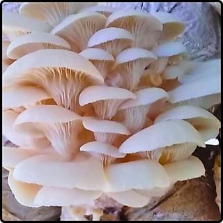 Phôi nấm Sò (Kiện 06 bịch)