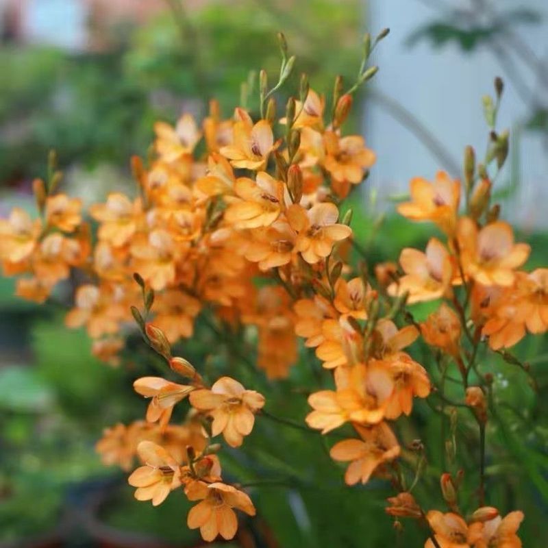 [Orange Iris Orchid] Quelin Garden Iris Trồng Bóng Năm Tuổi Thu Đông Gieo Cây Ảnh Hưởng Tốt Nuôi Dưỡ