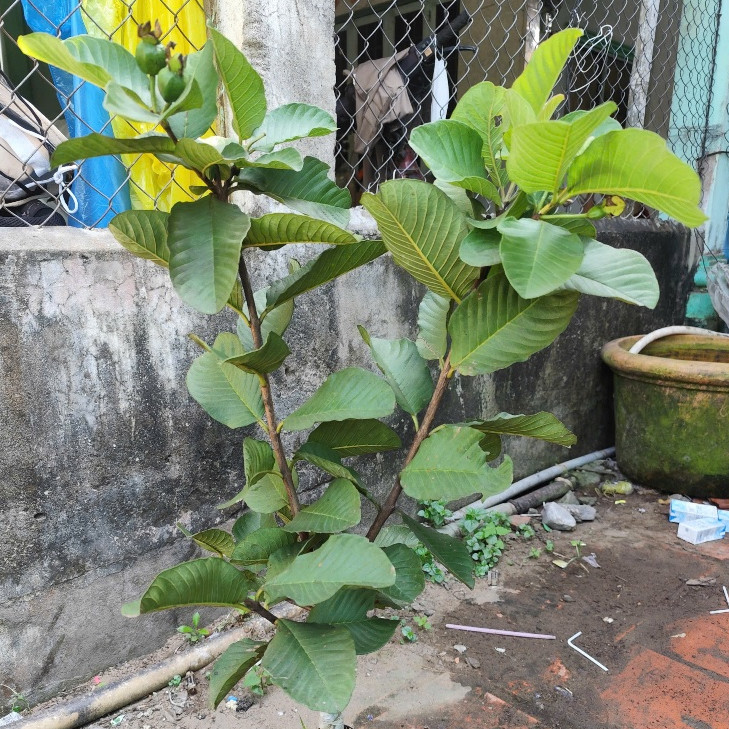 tree- Cây Giống Ổi Ruby Ruột Đỏ  - Cây chiết - Rễ Khỏe Chuẩn Giống - Cây Giống Vân Anh -vươn xanh 6.