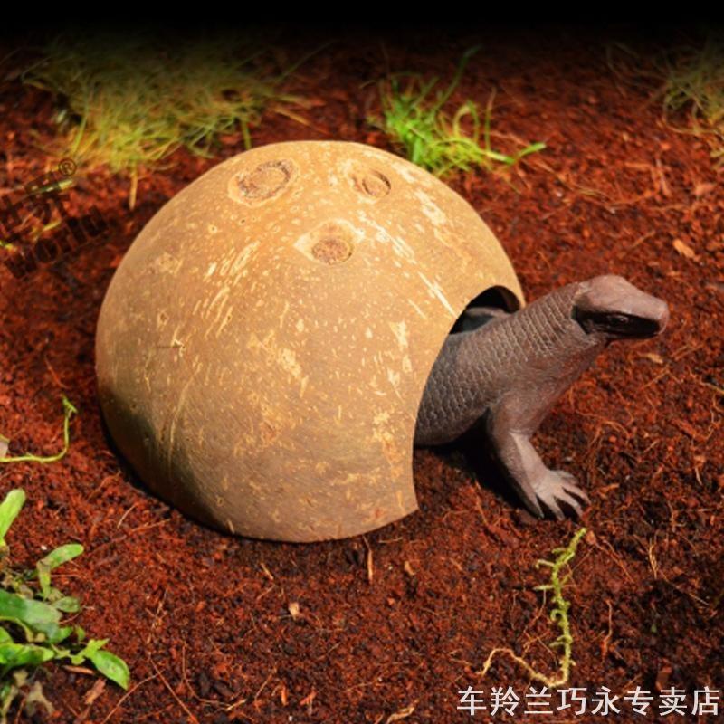 Bò Sát Leo Thú Cưng Tắc kè thằn lằn Nhện Rắn Bọ Cạp Centipede Hermit Cua Vỏ Dừa Dodge Vỏ Dừa Nhà Han