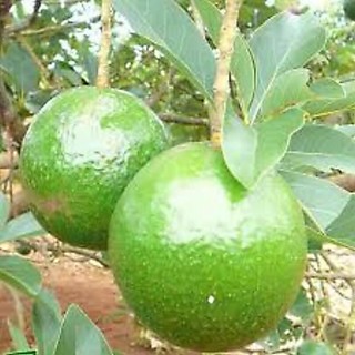Cây Giống Bơ Both 7 ( 3 NĂM CHO TRÁI Giống Chuẩn )