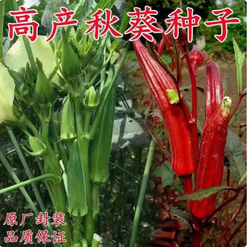 Bán Chạy Ngay Vận Chuyển Sức Khỏe Hạt Okara Vàng Sức Khỏe Hạt Okara Đỏ Hạt Giống Rau Trang Trại Mục 