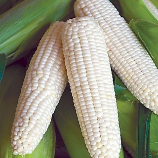 100g Hạt giống Bắp nếp nù 