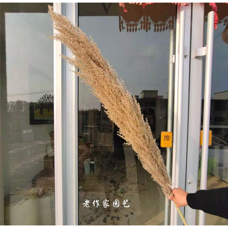 Hoa Luzhu Hoa Khô Nhà Tự Nhiên Không Khí Khô Trang Trí Hoa Thật Trang Trí Bó Hoa