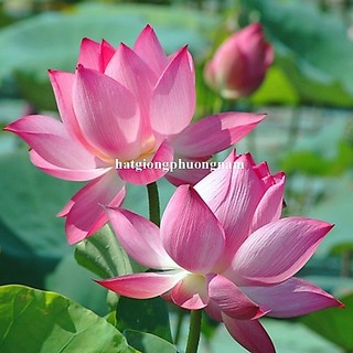 15 Hạt - Hạt Giống Sen Ta Phương Nam