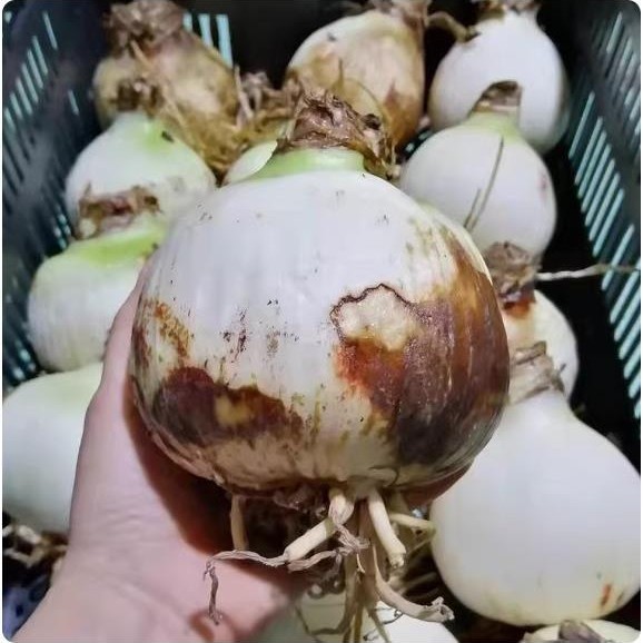 Giảm Giá Đỏ Huazhu Đỏ Bán Buôn Số Lượng Lớn Zhuding Hạt Giống Quả Bóng Đỏ Cô Đơn Hạt Lan Zhuding Bai