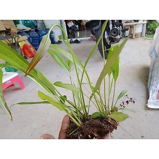 5 giống cây rau choại, cây ráng để hòn non bộ, hồ cá ( vị như đọt chạy)